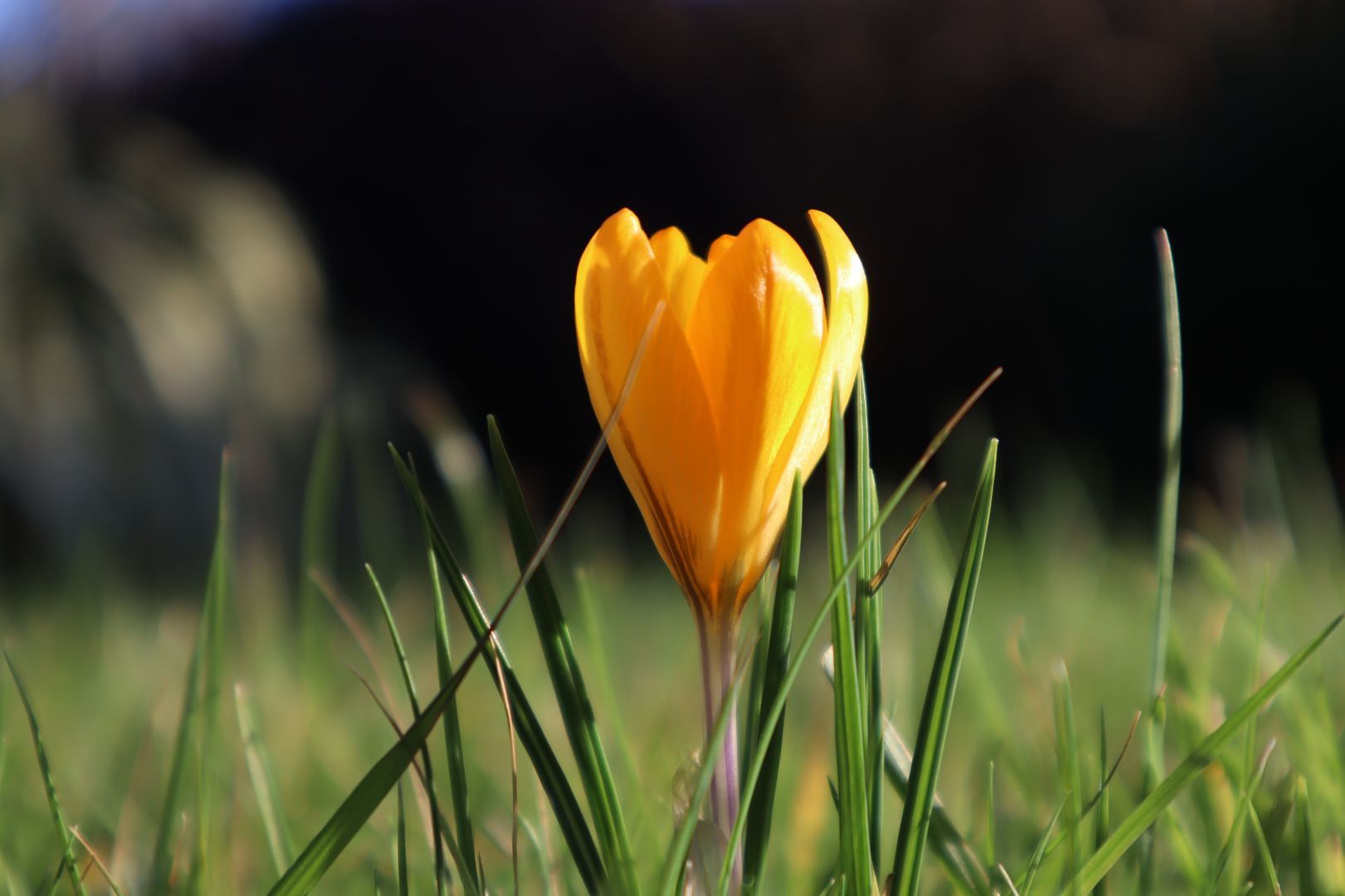 A yellow crocus